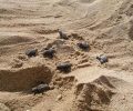 Τα θαλάσσια χελωνάκια ξεκίνησαν το μακρύ ταξίδι από τη Νάξο… (βίντεο)